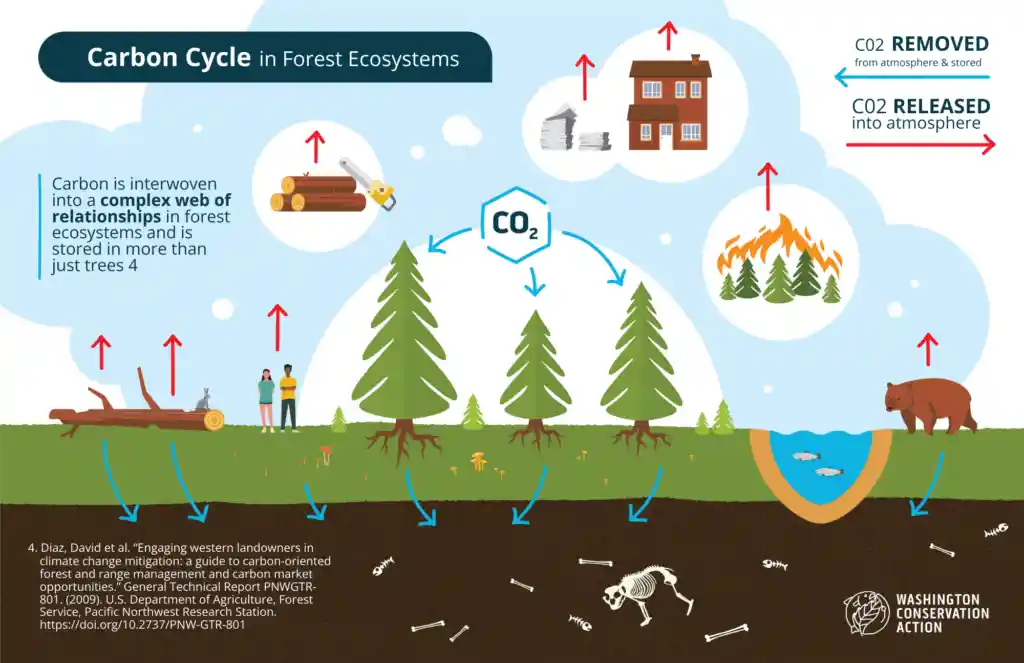 Figure 2: Carbon cycle in forest ecosystems (Washington Conservation Action)
